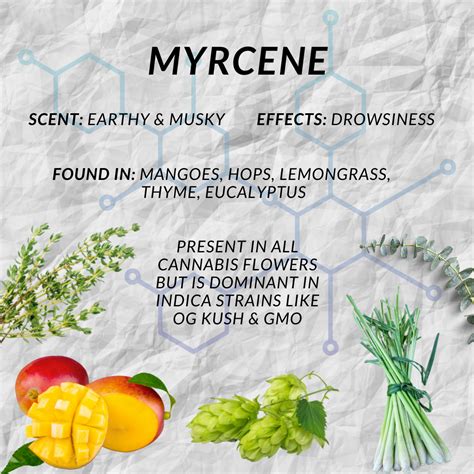 Myrcene Terpene Review: What Is It And What It Does .